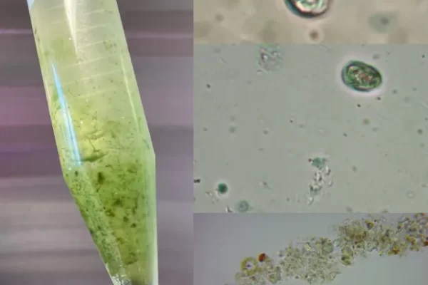 tim and jess algae