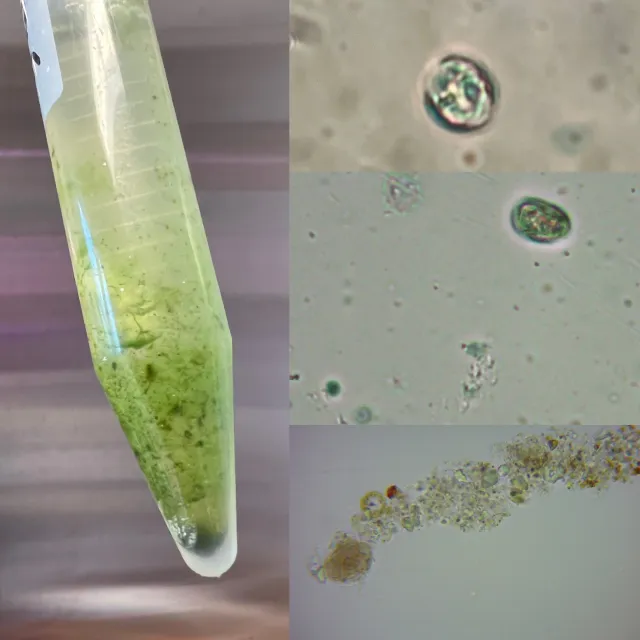BU Algal Research Inspires Art at DEMO23 in NYC